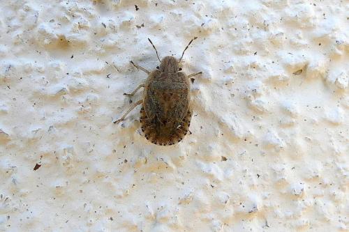 Réf. 271 617 : Sciocoris sp.